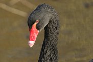 Black Swan 2