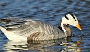 Bar Headed Goose