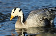 Bar Headed Goose 2