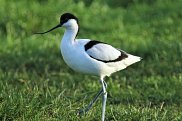 Avocet