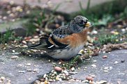 Brambling 3