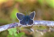Silver Studded Blue 4