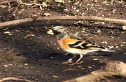 Brambling 4