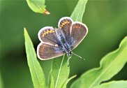 Silver Studded Blue female 2
