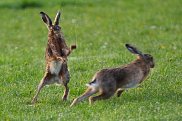 Brown Hare 3