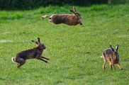 Brown Hare 4