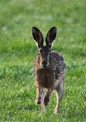 Brown Hare 5