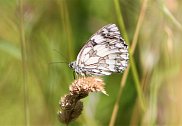 Marbled White 2