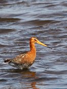 Black Tailed Godwit 2