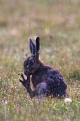 Brown Hare 3