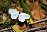 Wood White 2