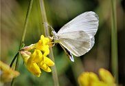 Wood White