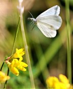 Wood White 3