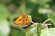 Large Skipper 2