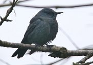 Blue Rock Thrush