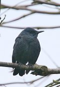 Blue Rock Thrush 2