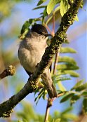 Blackcap 3