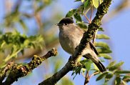Blackcap 2