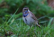 Bluethroat 3