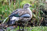 Abyssinian Blue Winged Goose
