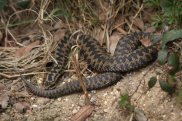 Adder