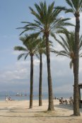 Alcudia Beach