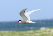 Arctic Tern