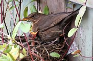 Blackbird & young