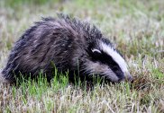 Badger 2