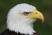 Bald Headed Eagle