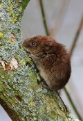 Bank Vole