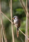 Bearded Tit