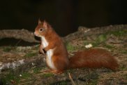 Red Squirrel 2