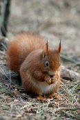 Red Squirrel 3