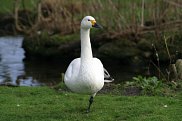 Bewick`s Swan