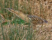 Bittern 2