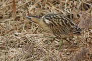 Bittern 3