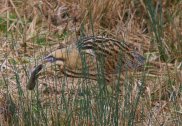 Bittern 4