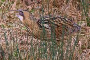 Bittern 5