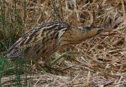 Bittern 6