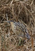 Bittern 7