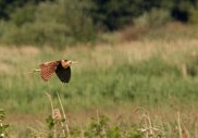 Bittern