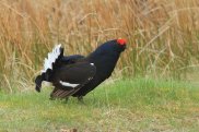 Black Grouse 4