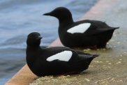 Black Guillemots