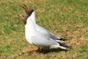 Black Headed Gull