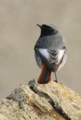 Black Redstart 1