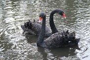 Black Swan