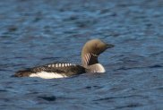 Black Throated Diver 3