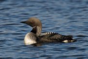 Black Throated Diver