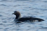 Black Throated Diver 2